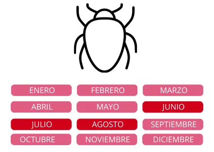 empresa fumigación cucarachas, exterminio y control de plagas de cucarachas en Extremadura, calendario erradicación de cucarachas